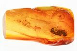Detailed Fossil Leafhopper and Bark Fragment In Baltic Amber #381488-1